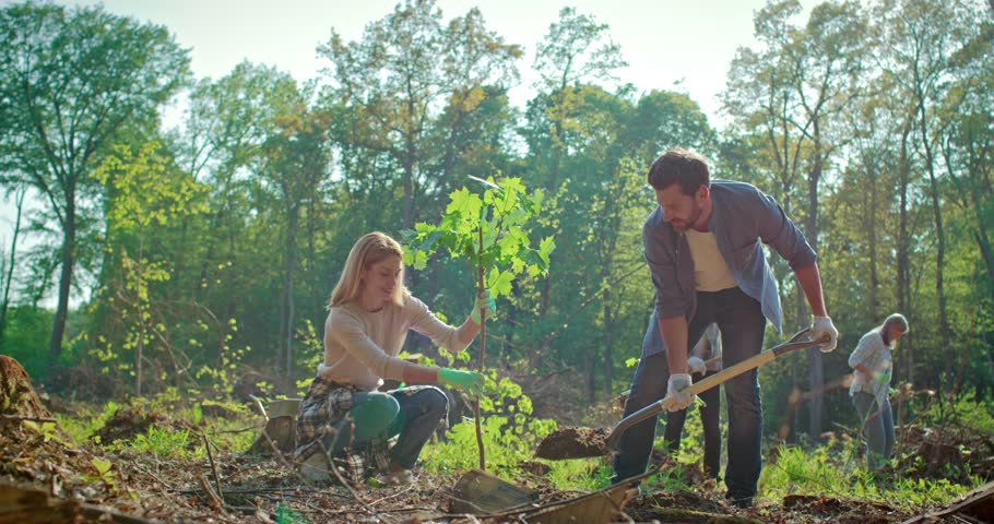 Diverse group of eco-volunteers planting tree and digging hole with shovel outdoors in forest or park. Volunteering, charity, ecology concept. Team of young volunteers working outside on sunny day
