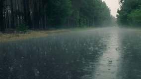 Rain weather forest drop tree plant fresh wet season - Powered by Shutterstock - Get 15% off with code: PIKWIZARD15