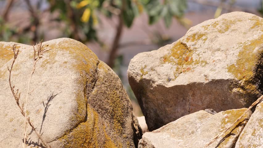 Western Fence Lizard or Sagebrush Lizard. Sceloporus is a medium sized California lizard. Lives among grass and stones.