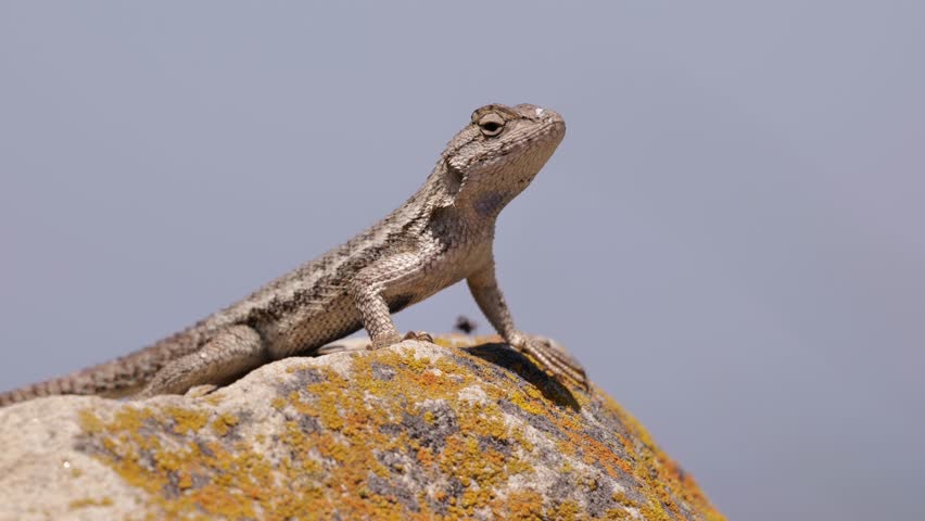 Western Fence Lizard or Sagebrush Lizard. Sceloporus is a medium sized California lizard. Lives among grass and stones. Royalty-Free Stock Footage #1105973753