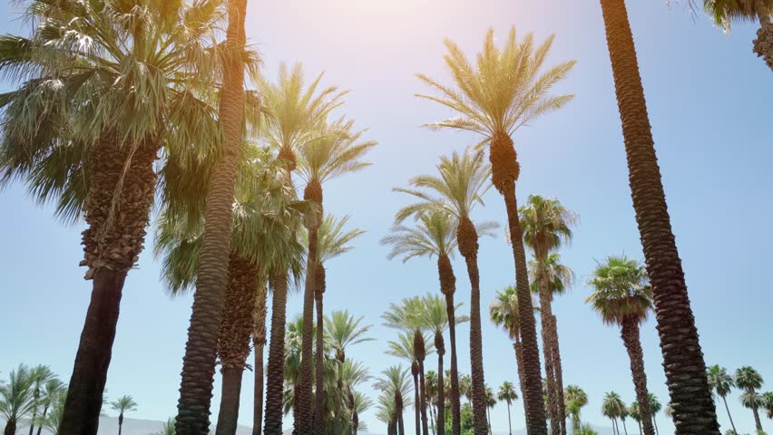 Camera looks up as it moves past rows a palm trees in Palm Springs California. Royalty-Free Stock Footage #1105978507