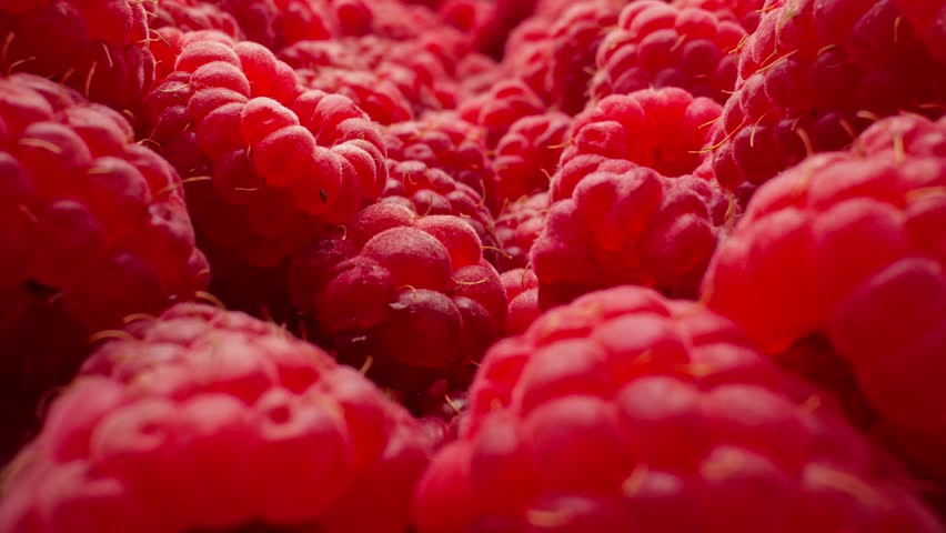 Ripe juicy raspberry. Healthy organic food. Fresh raspberries. Camera moving through heap of raspberries. Dolly shot using probe lens. Close-up in 4K, UHD Royalty-Free Stock Footage #1105979335
