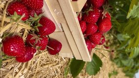 Box with ripe fresh strawberries in strawberry field fruit farm. Vertical video. High quality 4k footage