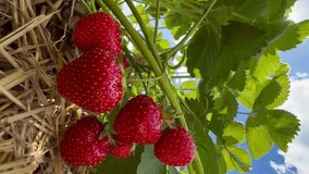 Strawberry bush with ripe red berries in strawberry field fruit farm. Vertical video. High quality 4k footage
