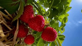 Strawberry bush with ripe red berries in strawberry field fruit farm. Vertical video. High quality 4k footage - Powered by Shutterstock - Get 15% off with code: PIKWIZARD15