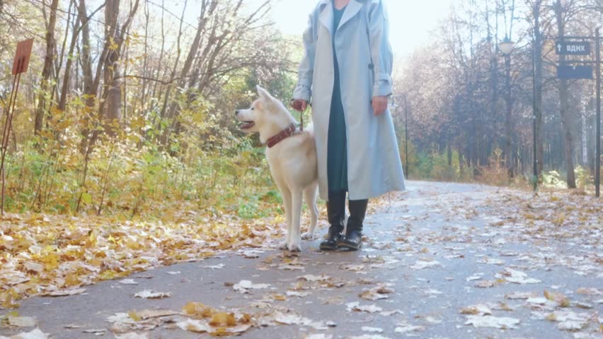 Adorable young blonde stylish fashionable girl running with her cute dog Akita in the autumn forest in warm sunny day, slow-motion free time spare time frinedship lady running after pet Royalty-Free Stock Footage #1105983697