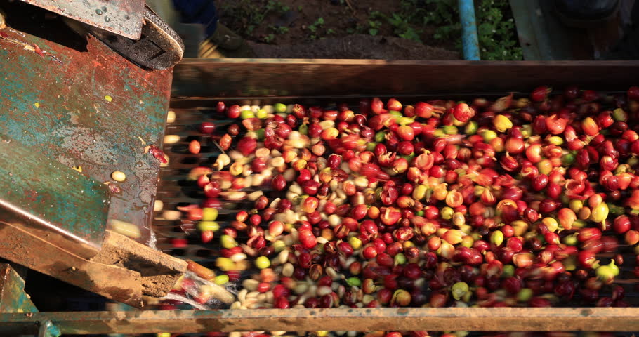 Coffee cherry pulping machine farmer. coffee bean small machine process. 4k video  Royalty-Free Stock Footage #1105985481