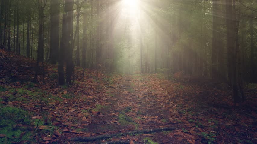 Beautiful sunny morning path in the woods with sun beams.