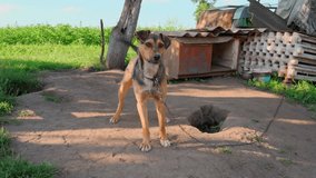 Chained young brown black dog showing his anger by barking at people. Happy rescued stray dog on a metal chain near dog house on sunny summer day. Watchdog barks. Pet tied to battery - animal abuse 4K - Powered by Shutterstock - Get 15% off with code: PIKWIZARD15
