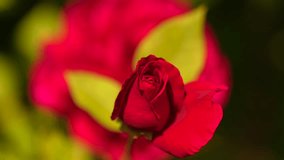 Red rose. Close up 4K video with a young beautiful red rose flower against green garden background.