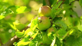 Green apples in a tree. 4k video with apples growing in a tree before to be harvested in the middle of the summer. Farming and agriculture for fruits.