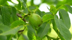 Green nuts in a tree. Close up 4k video with nuts growing in a tree before to be harvested in the middle of the summer. Farming and agriculture for fruits.