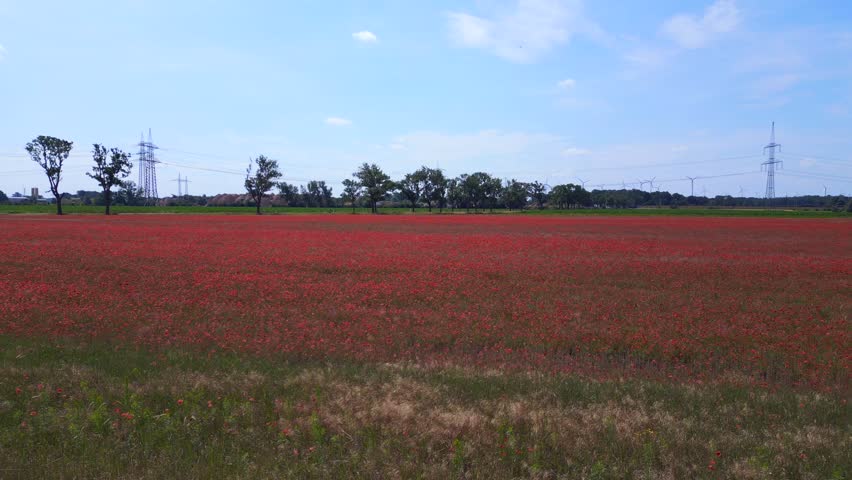 Perfect aerial top view flight
red poppyfield Rural area summer meadow. Brandenburg Havelland Germany 2023. pull in drone
4K cinematic.