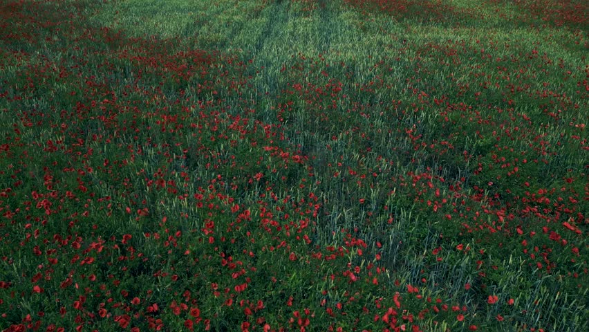 Stunning aerial top view flight red poppyfield Rural area summer meadow. Brandenburg Havelland Germany 2023. tilt up drone
4K cinematic.