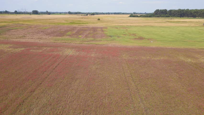 Marvelous aerial top view flight red poppyfield Rural area summer meadow. Brandenburg Havelland Germany 2023. panorama overview drone
4K cinematic.