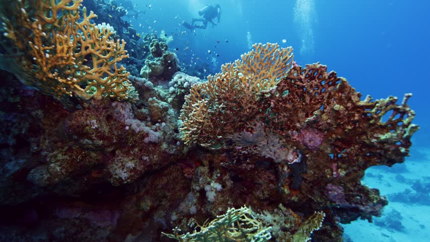 Underwater Life With Divers. Tropical blue sea water. Scuba Divers Exploring Reef. Slow Motion. Red Sea, Egypt. Underwater World Life. Tropical Underwater Seascape. Reef Coral Scene.