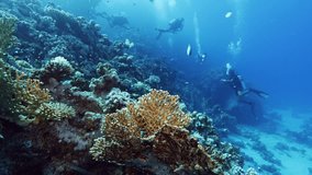 Underwater Life With Divers. Tropical blue sea water. Scuba Divers Exploring Reef. Slow Motion. Red Sea, Egypt. Underwater World Life. Tropical Underwater Seascape. Reef Coral Scene. - Powered by Shutterstock - Get 15% off with code: PIKWIZARD15