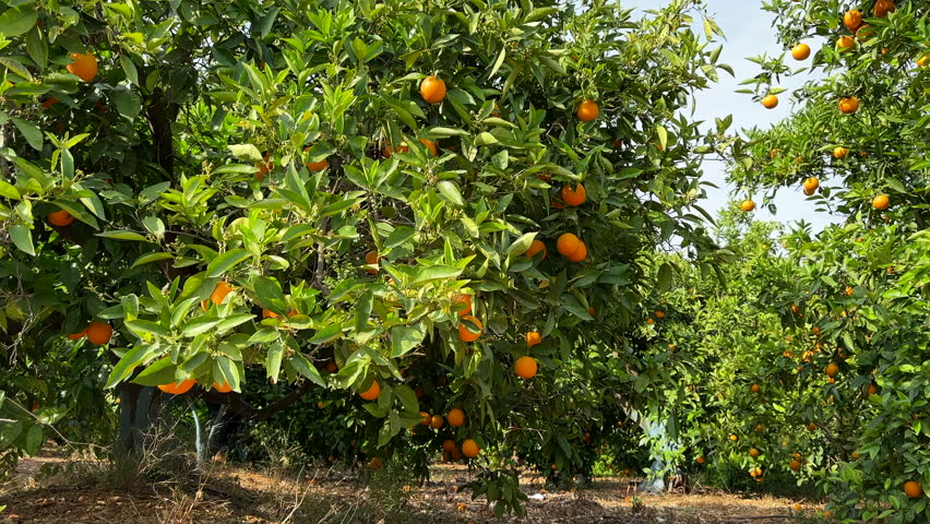 Orange mandarin tree. Orange fruit farm field. Vibrant orange citrus fruits in garden. Mandarin trees at farm plantation cultivated in Mediterranean. Harvest season in Spain. Citrus Tangerine plant. Royalty-Free Stock Footage #1105997067