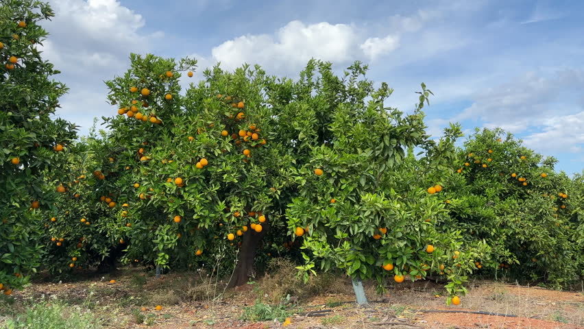 Orange mandarin tree. Orange fruit farm field. Vibrant orange citrus fruits in garden. Mandarin trees at farm plantation cultivated in Mediterranean. Harvest season in Spain. Citrus Tangerine plant. Royalty-Free Stock Footage #1105997099