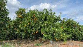 Orange mandarin tree. Orange fruit farm field. Vibrant orange citrus fruits in garden. Mandarin trees at farm plantation cultivated in Mediterranean. Harvest season in Spain. Citrus Tangerine plant. - Powered by Shutterstock - Get 15% off with code: PIKWIZARD15