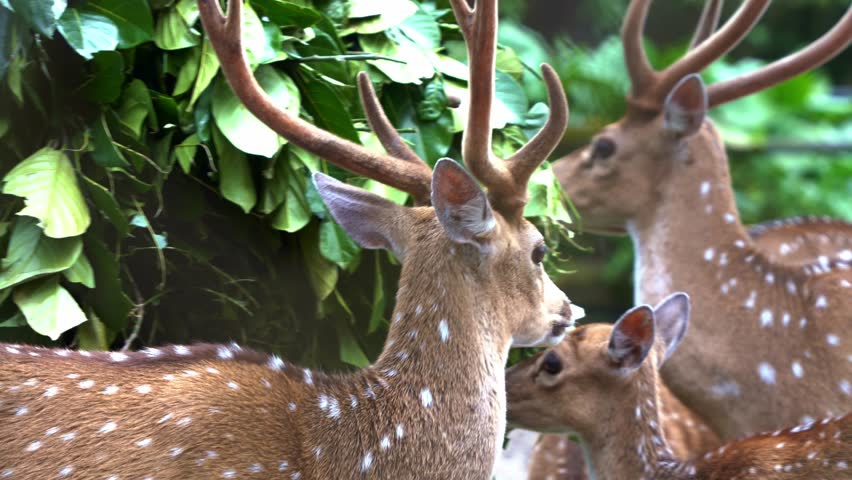 Group of male chital deer, axis axis with reddish-brown fur marked by white spots and majestic antlers, feeding on a leafy green vegetations, handheld motion close up shot.