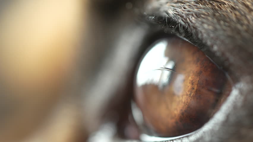 Macro View of Brown French Bulldog Dog's Eye Looking and Blinking - Closeup Dog Eye Pupil Royalty-Free Stock Footage #1105998843