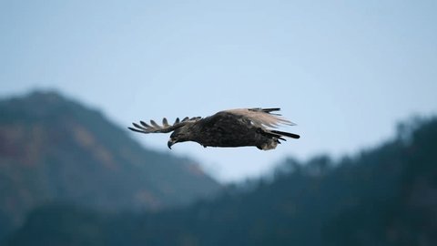 The eagle soars in the sky Video stock