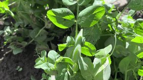A bush with green peas in the rays of the bright sun growing on earth in the garden. For video presentation, advertising.
