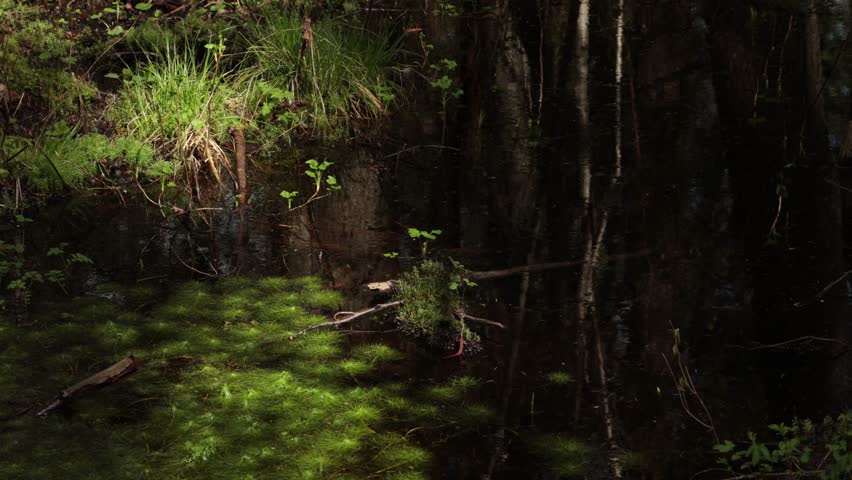 Glimpses of the wet forest in Bialowieza national park, poland. Virgin forest, marsh vegetation. Wetland soil
