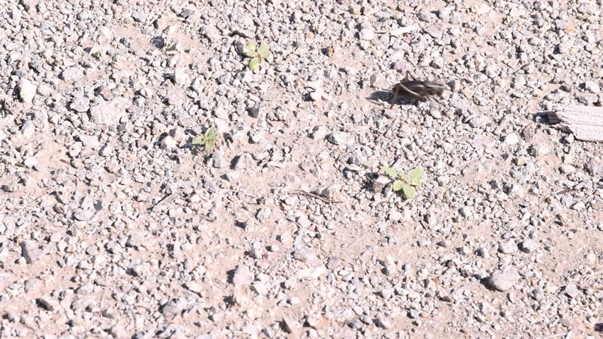 Two mormon crickets pause briefly before resuming their scuttle