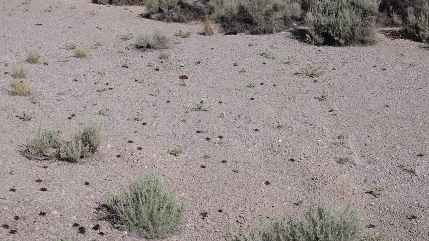 Mass mormon cricket migration across Nevada desert