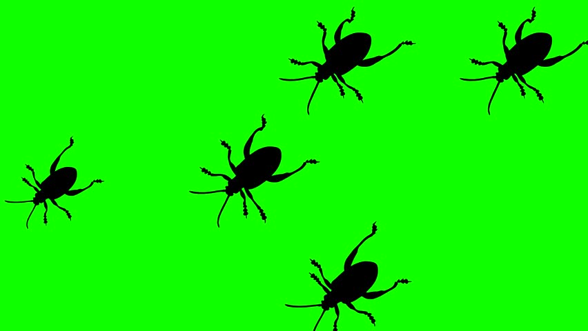 Walking beetles, animation on the green background (seamless loop) Royalty-Free Stock Footage #1106007419
