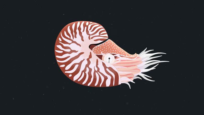 Nautilus Marine Mollusc Deep Sea Animal Looping Animation