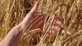 Field of ripe wheat. Woman hand in ears. Grain agriculture on the farm. Bread harvest season. Closeup video footage