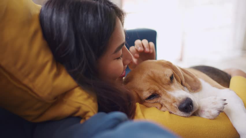 Adorable Beagle dog puppy sleeping on young female owner's shoulder. Attractive woman spend leisure time and petting on her pet animal that lying down with gentle and happiness in living room at home. Royalty-Free Stock Footage #1106011037