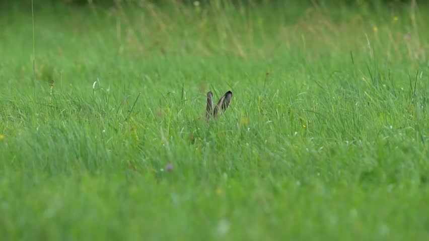 A hare eats grass in a green field (slow motion 120 fps). The European hare (Lepus europaeus), also known as the brown hare, is a species of hare native to Europe and parts of Asia. Royalty-Free Stock Footage #1106013369