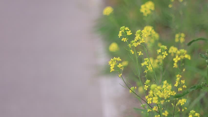 trail yellow flower - 5