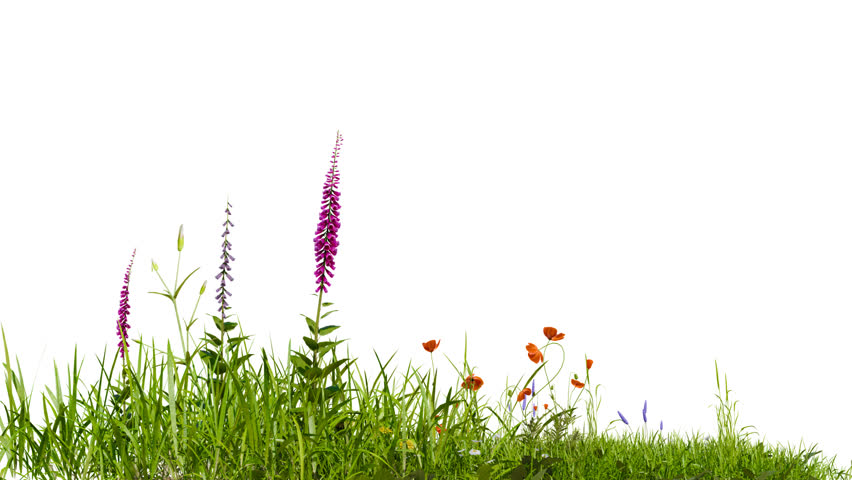 medow field with flower footage on white background with clipping path, 3d illustration rendering