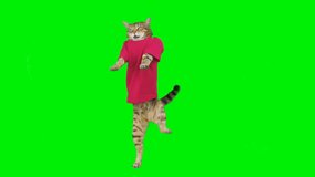 4 infinite loop clips of Bengal cat dancing on green screen isolated with chroma key