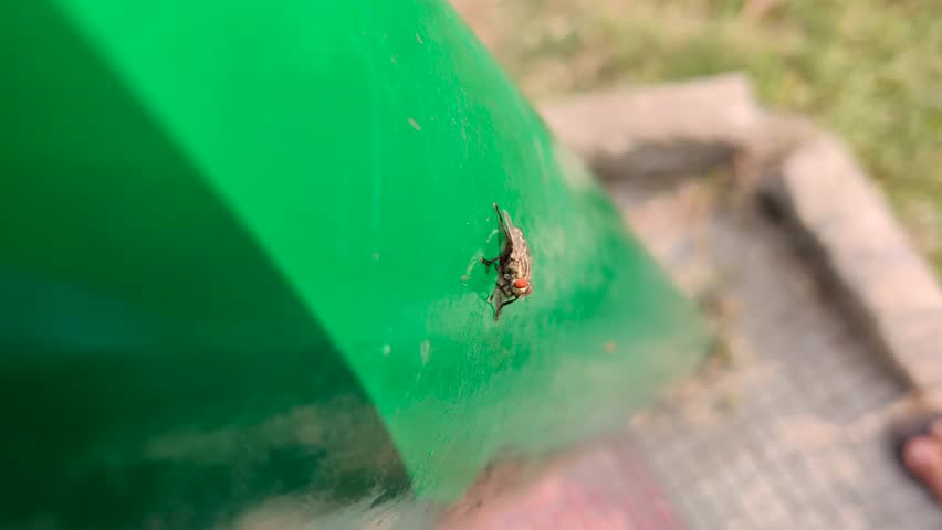 Extreme close up of a fly