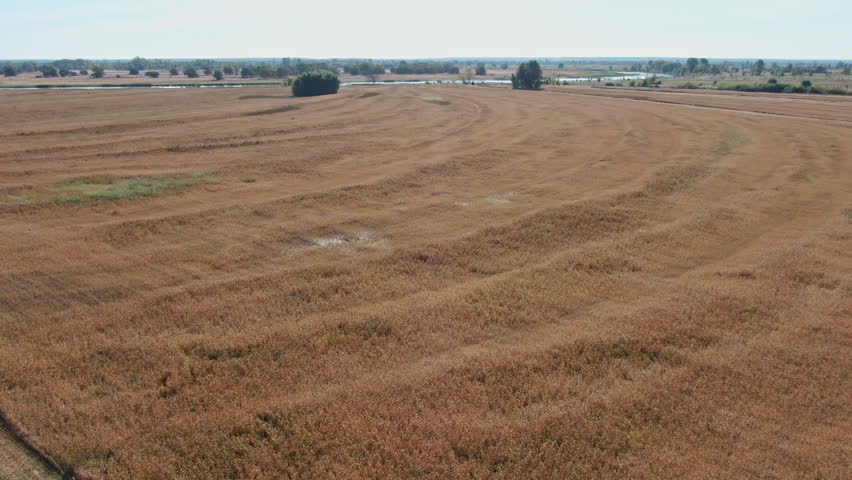 Wide shot aerial view of agricultural field with golden wheat growing in Ukraine. Harvest outdoors on fertile Ukrainian land with no people