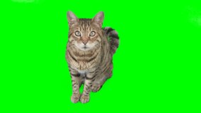 2 clips of Bengal cat sitting down looking up on green screen isolated with chroma key