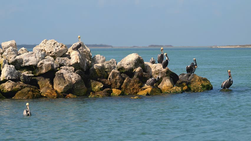 Several brown pelican birds, perched on large rocks, looking down at the water for food. Hand held clip.