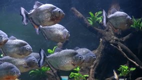 a group of piranha fish in the aquarium