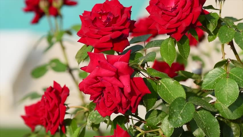 Red roses blooming in a garden, close up. Gardening, design. Rose flowers macro shot over pool background. Vacation concept Royalty-Free Stock Footage #1106025511