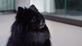 Dog Portrait looks at object with interest turns its head in different directions funny close up on home background looking at camera. 4K video Cute Fluffy Pedigree Pomeranian black Dog. Cute dog. 