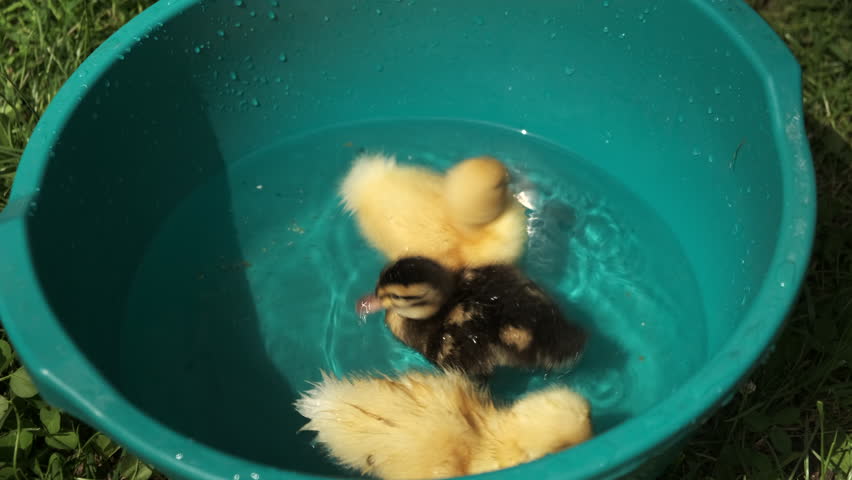 Three ducklings splash in a bowl of water on a sunny day in the nature.