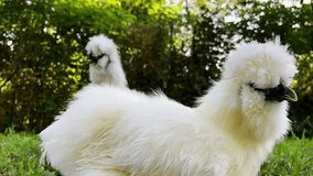 Adorable Curiosity: Delightful Encounter with Playful Moroseta Chickens in Captivating Video Footage