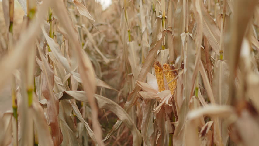 Rows with dried corn plants and overripe cobs. Unharvested crops after dry period threatening food crisis. Cloudy weather in farmers field and camera movement between rows. Royalty-Free Stock Footage #1106037089