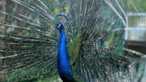 Peacock with flowing tail with multi-colored feathers in zoo. Beauty and life of surrounding environment in fenced area. Bird species slow motion Stock video